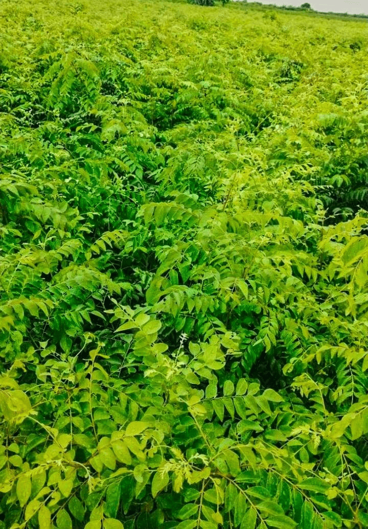 Curry Leaves