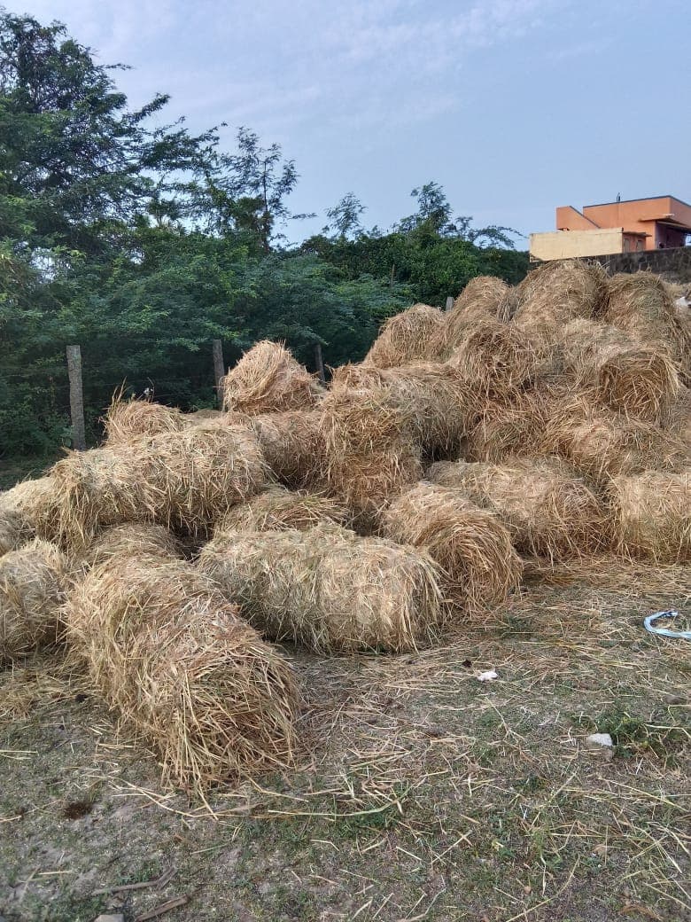 Paddy straw stacked in a field
