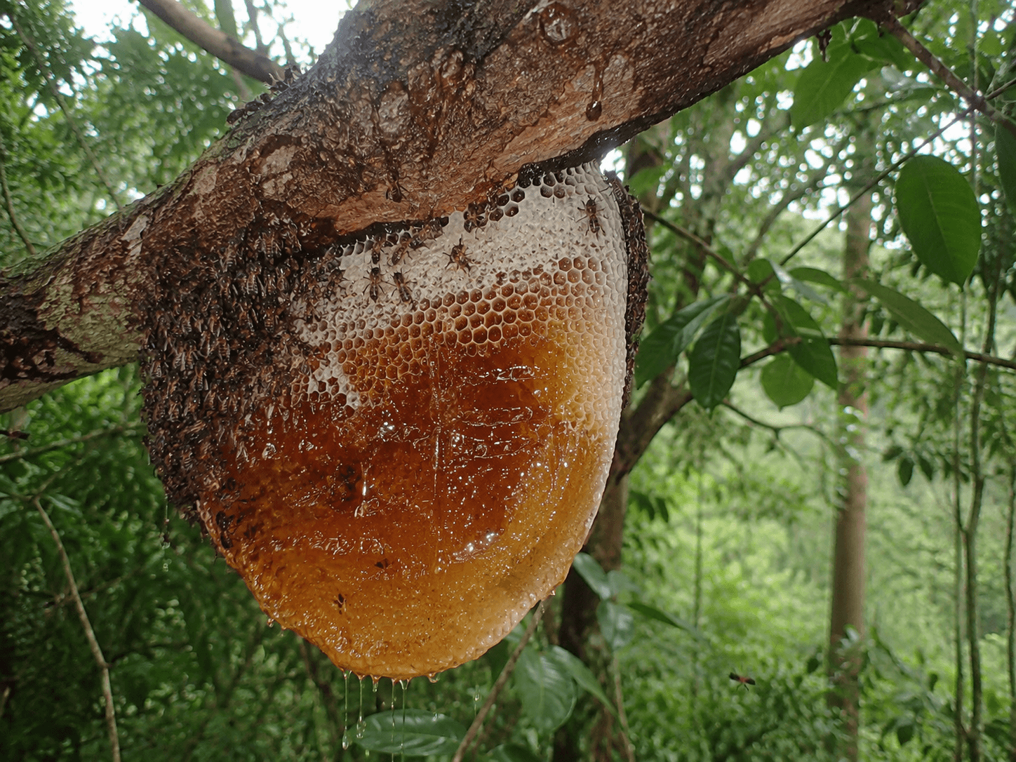 Forest honey