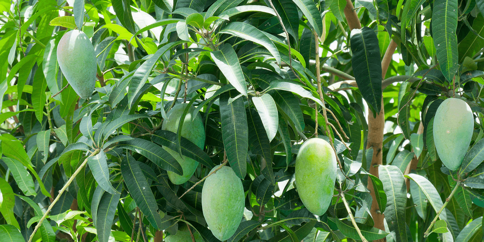Mangoes