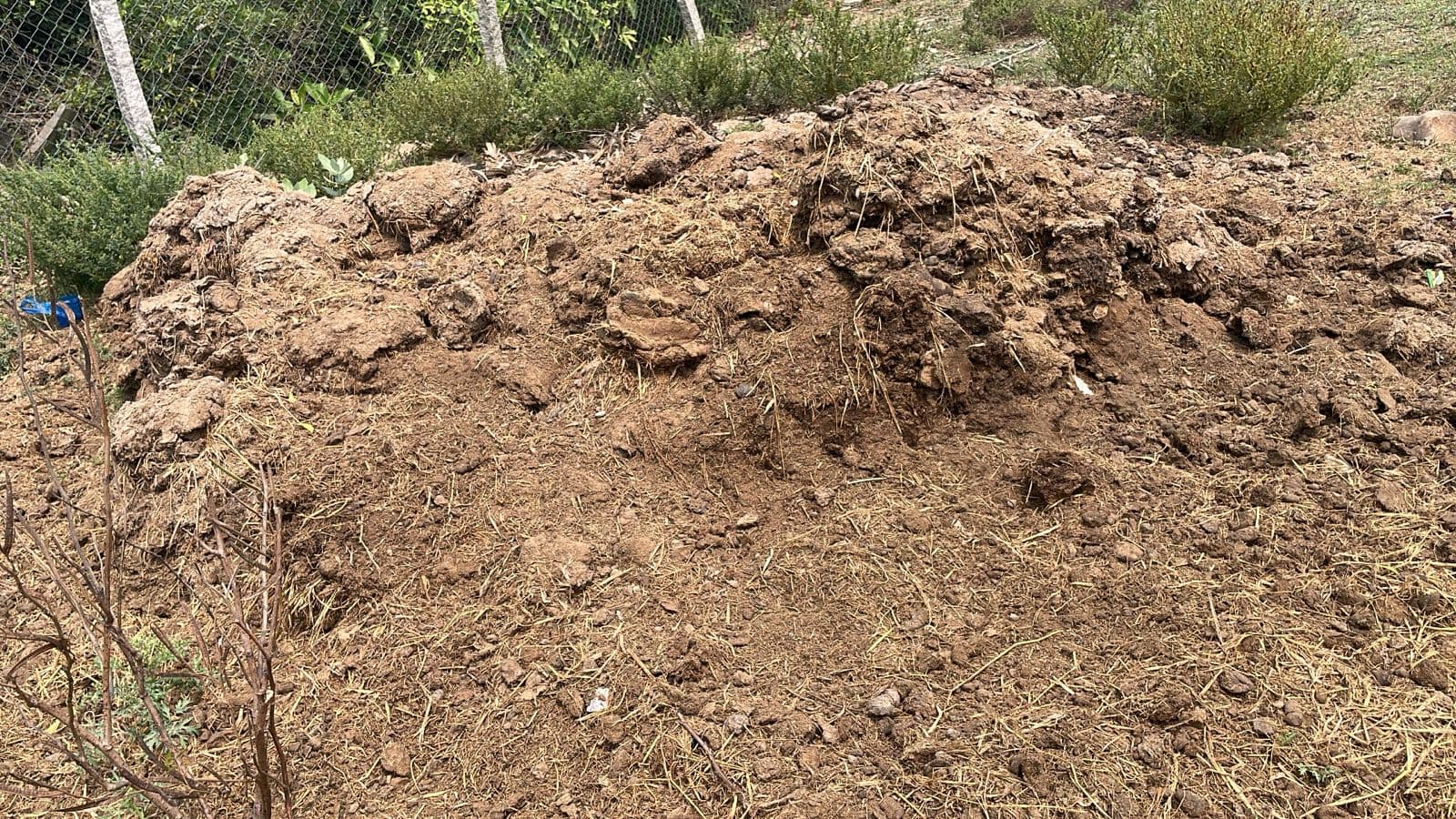 Farmer photographing cow dung bags