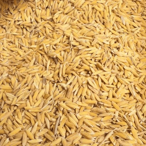 Paddy seeds
